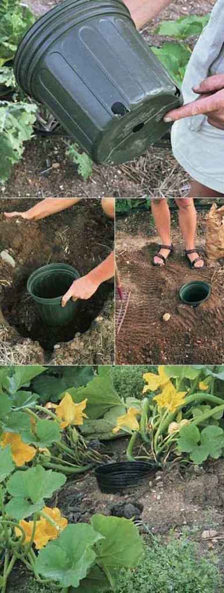 Cultivando calabazas fácilmente