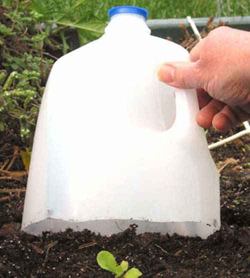 Proteja las plantas jóvenes con una mitad de plástico.