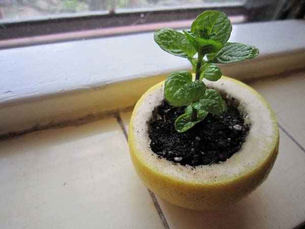 Brug halvdelen af ​​en citron til at dyrke frøplanter