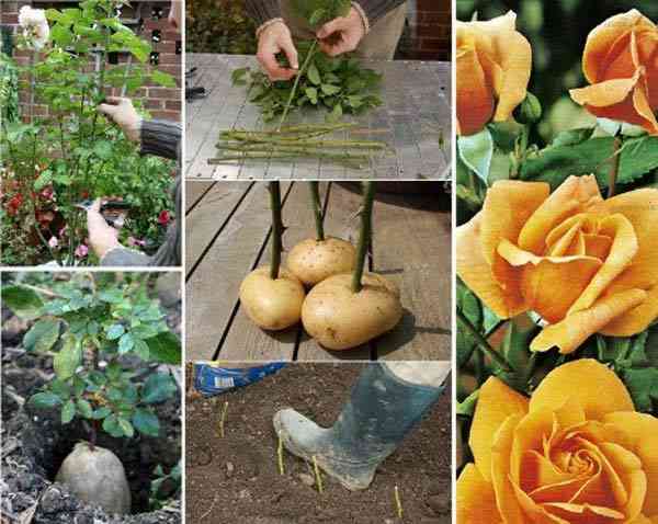 bruge kartofler til at dyrke roser