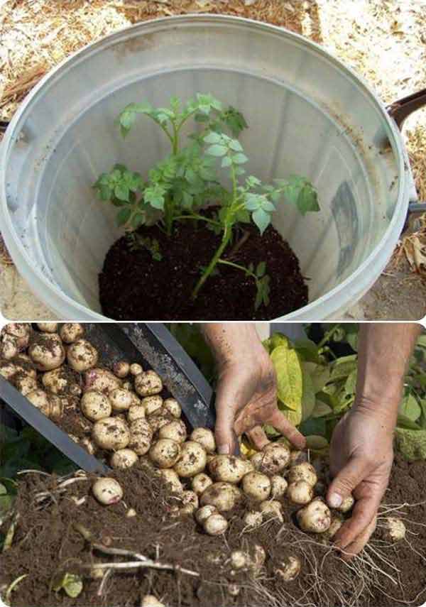 Usa un barril para cultivar papas