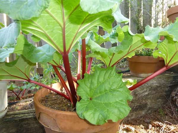 পাত্র মধ্যে ক্রমবর্ধমান rhubarb