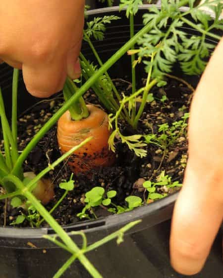pastanagues que creixen en testos