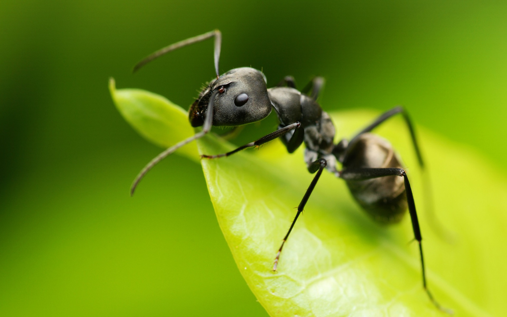 Repelente natural de hormigas: posos de café.