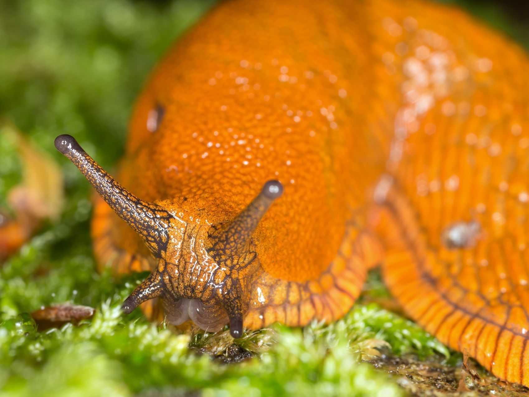 13 natuurlijke tips tegen slakken die echt werken