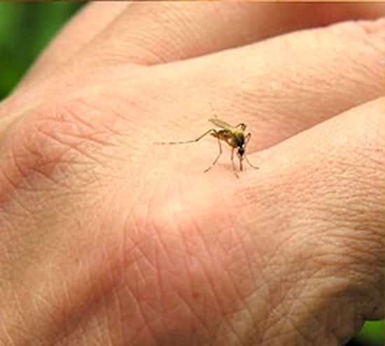 leevendada sügelevat putukahammustust