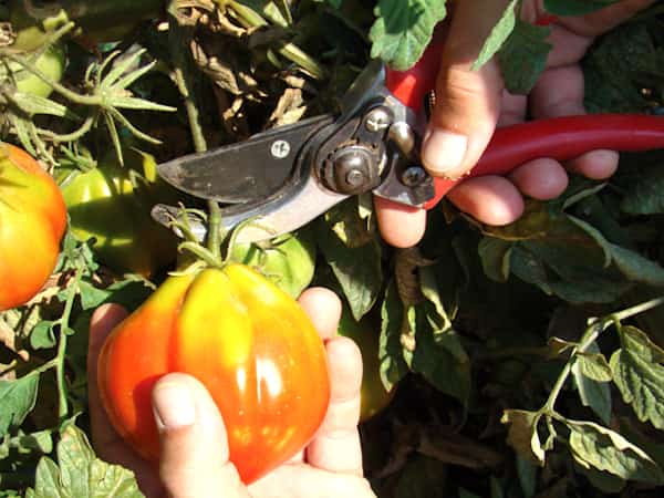 cosechar los tomates cuando estén maduros