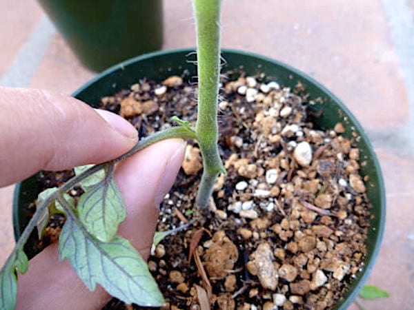 elija plantas de tomate vigorosas