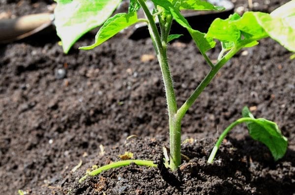 begrav tomatplanterne op til de første blade for at styrke