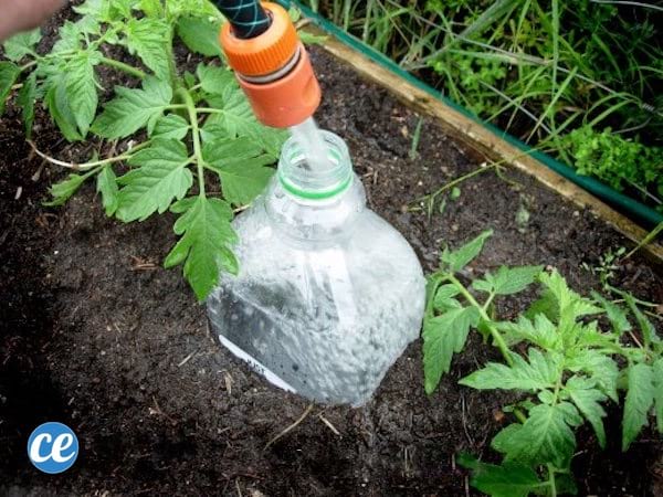 regar los tomates con una botella en el suelo