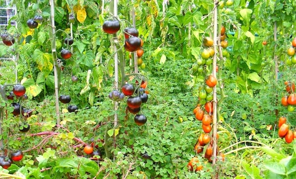 sætte indsatser for at dyrke tomater