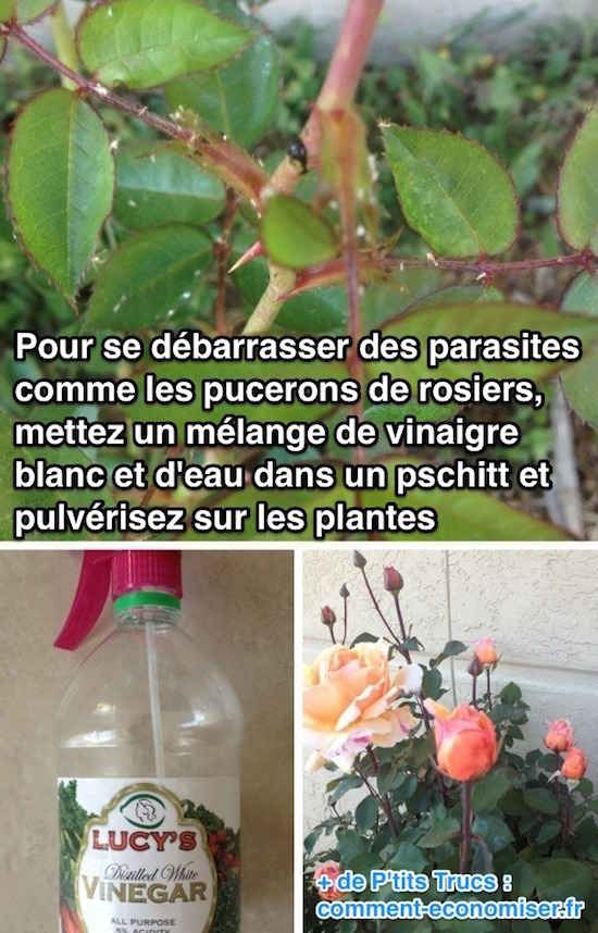 Use agua con vinagre para controlar las plagas de las plantas