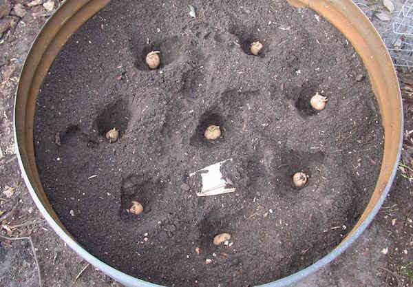 Planta patates a terra