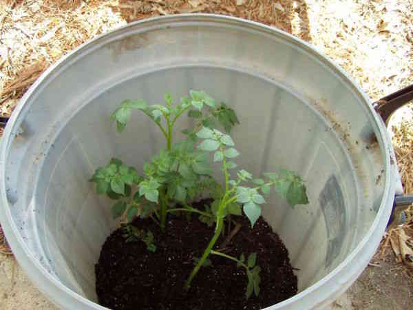 Plantes de patata creixent al barril