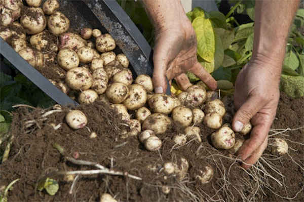 Thu hoạch khoai tây mọc trong thùng