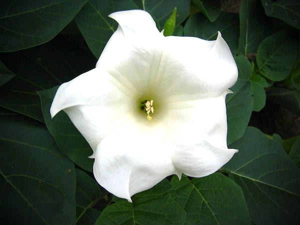 hvid ipomea natlig blomst