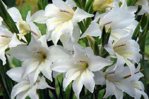 flor blanca que floreix a la nit