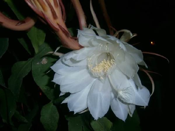 Gran flor del jardí que floreix a la nit