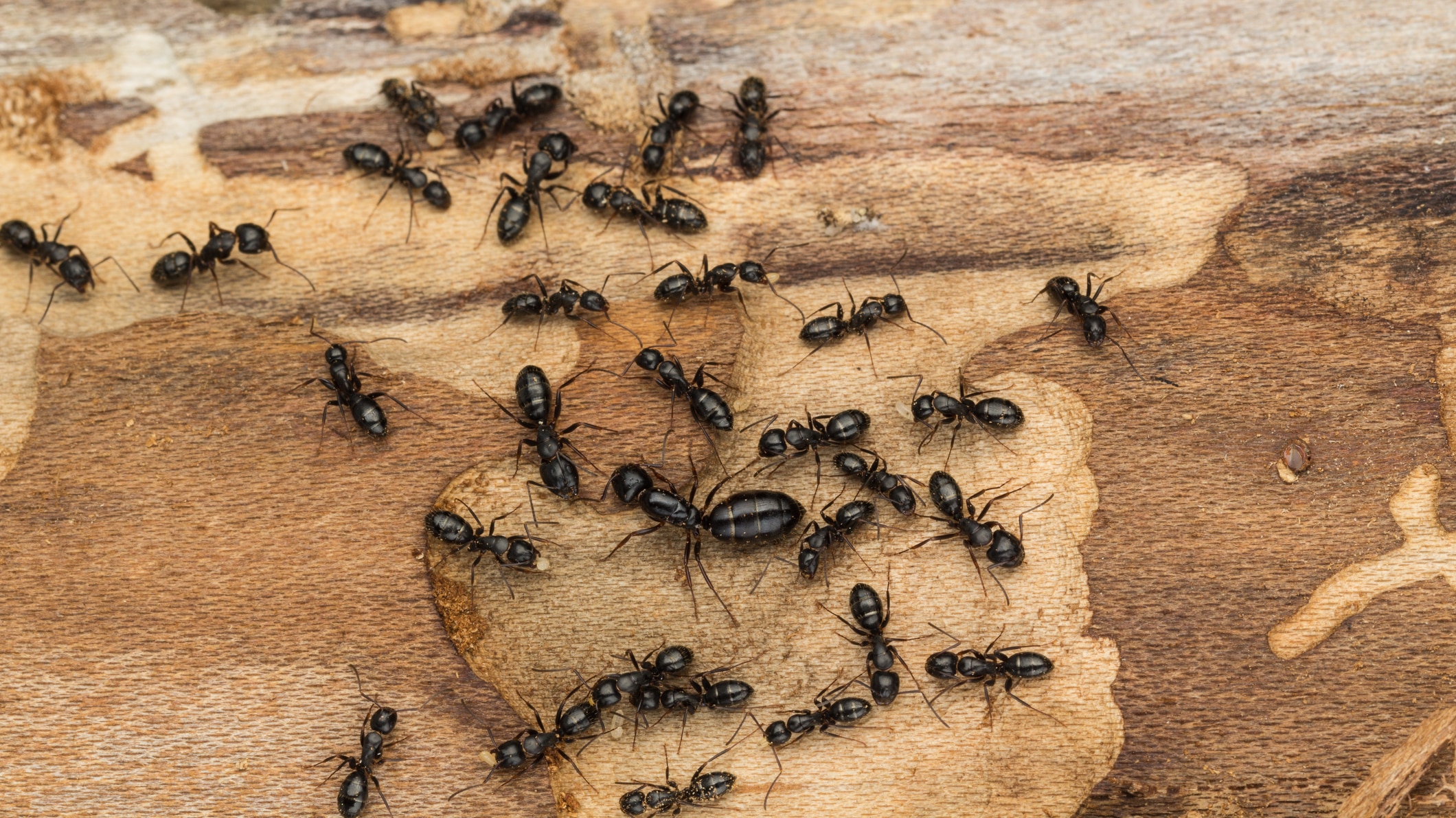 4 Effectieve tips om thuis van mieren af ​​te komen.