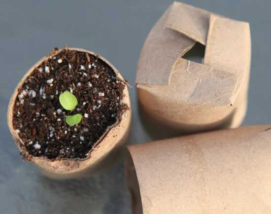 rollo de papel higiénico para sembrar semillas