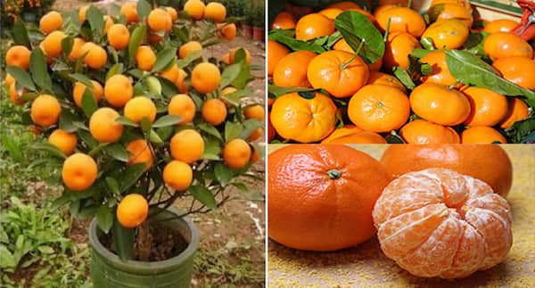 Hvordan dyrke mandariner i blomsterpotte