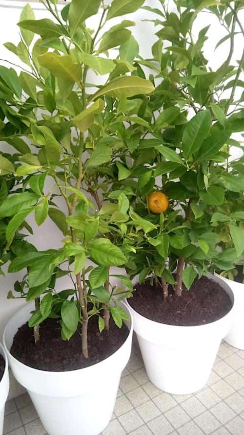 كيفية زراعة ثمار الحمضيات على الشرفة