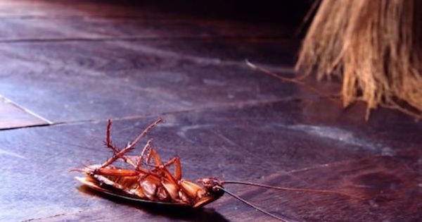 Una cucaracha muerta en el suelo junto a una escoba.