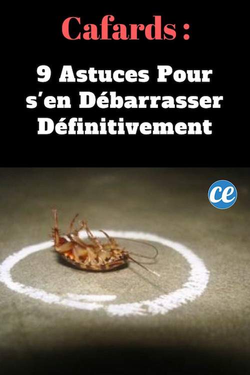 9 Συμβουλές για να απαλλαγείτε οριστικά από τις κατσαρίδες.