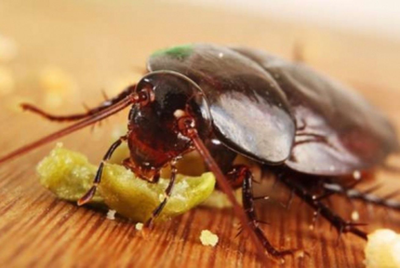Kakerlakker: 9 tips for å bli kvitt kakerlakker permanent.