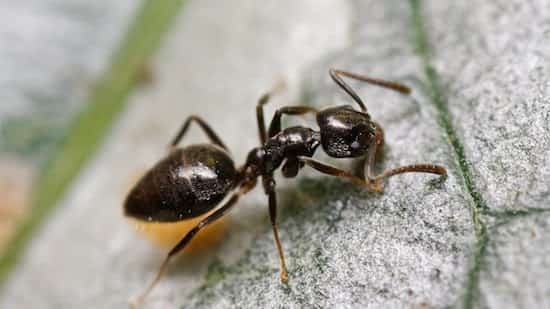 skræmme myrer væk med opvaskemiddel