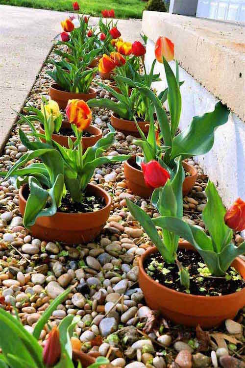 plant de planten in potten om de landschapsarchitectuur van de tuin te vergemakkelijken