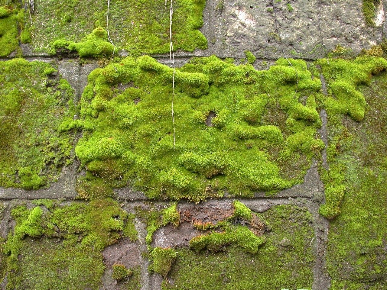 2 tips om mos van het terras te verwijderen (onthuld door een tuinman).