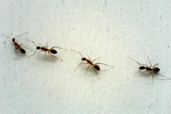 kreida atbaido skruzdėles