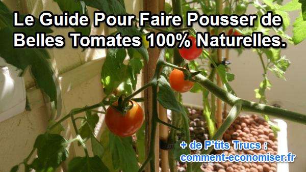 consejos para cultivar tomates en tu balcón