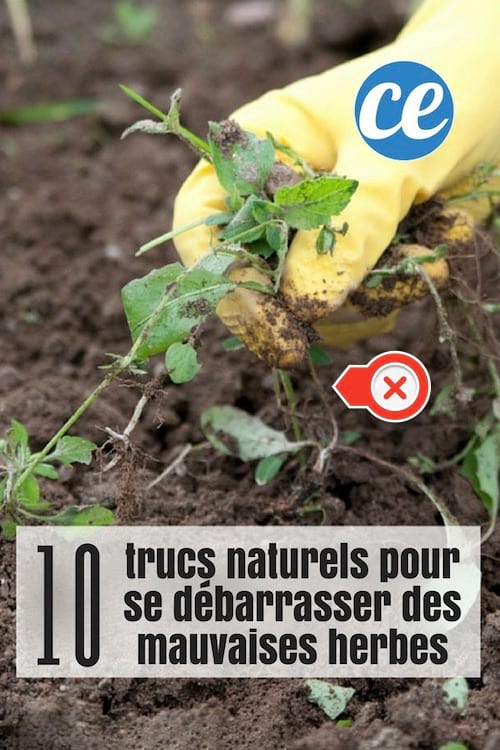 10 mẹo tự nhiên để loại bỏ cỏ dại