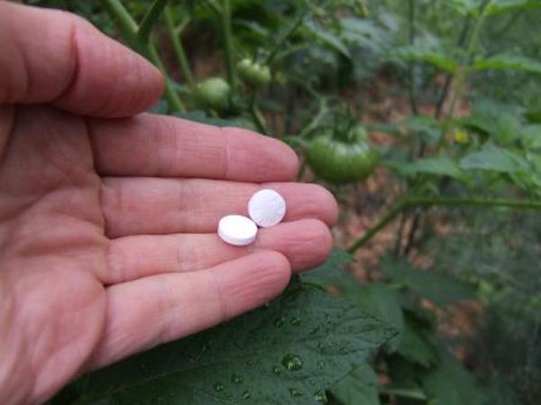 fertilizante de tomate e insecticidas con aspirina