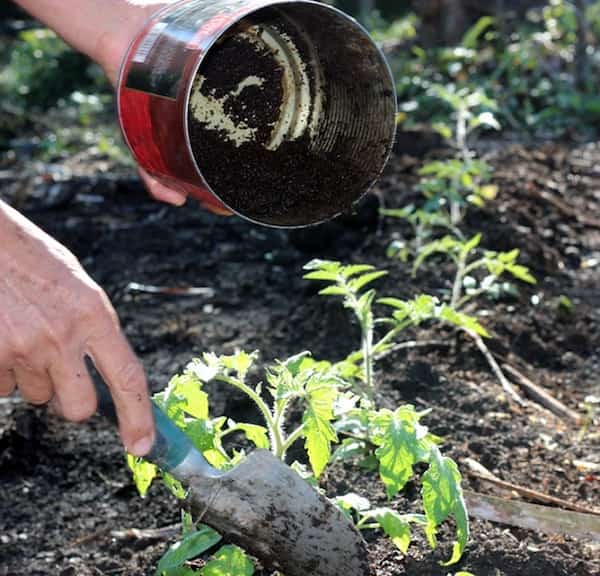posos de café para cultivar tomates