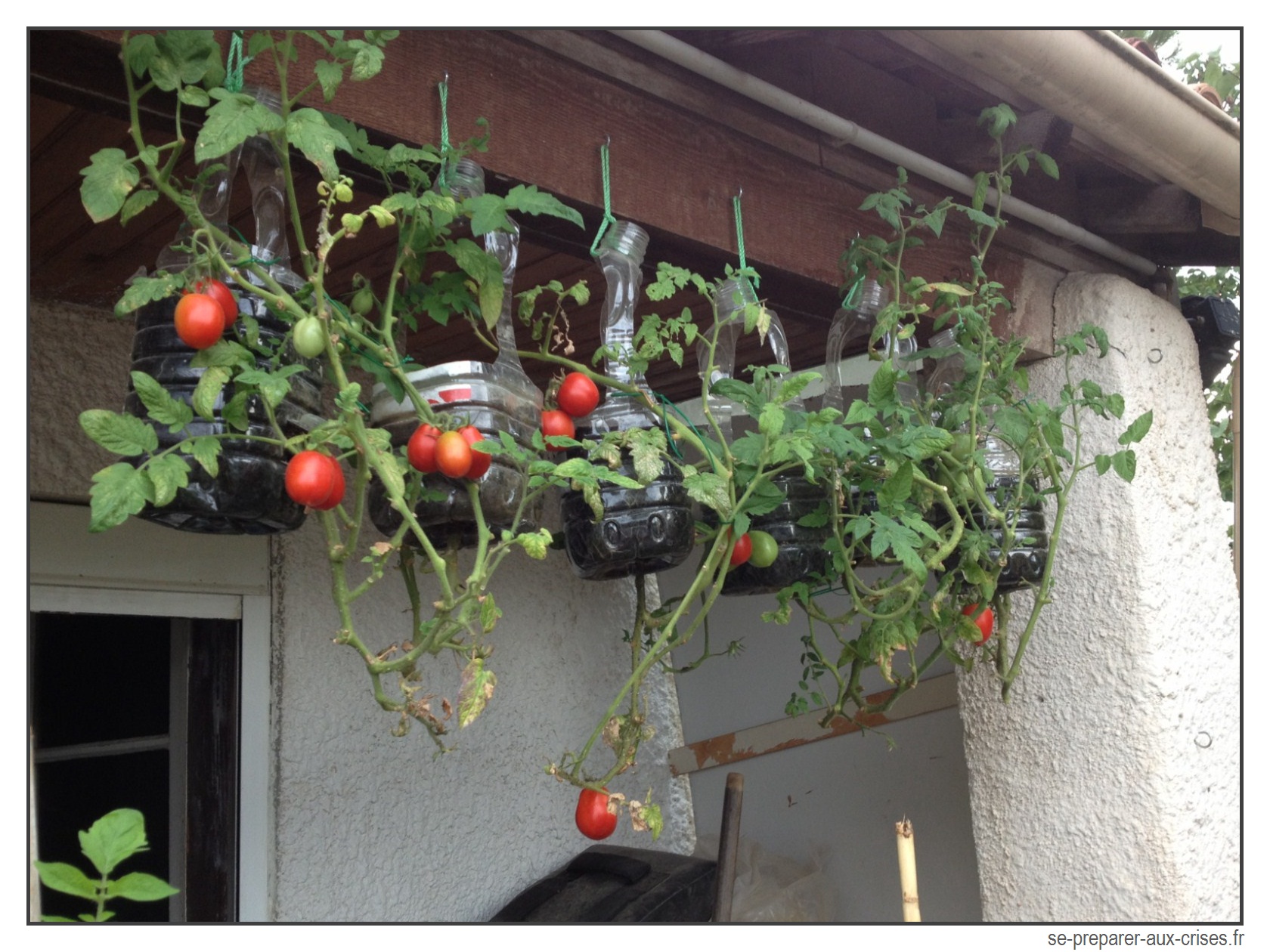 Πώς να καλλιεργήσετε ντομάτες ΑΝΤΙΣΤΡΟΦΗ για εξοικονόμηση χώρου.
