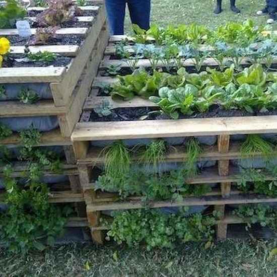 raised vegetable garden made with pallets
