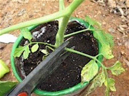 Corta las hojas del fondo de la planta de tomate.