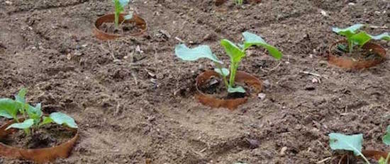 Anti llimac i anticaragol eficaç per protegir les plantes de tomàquet