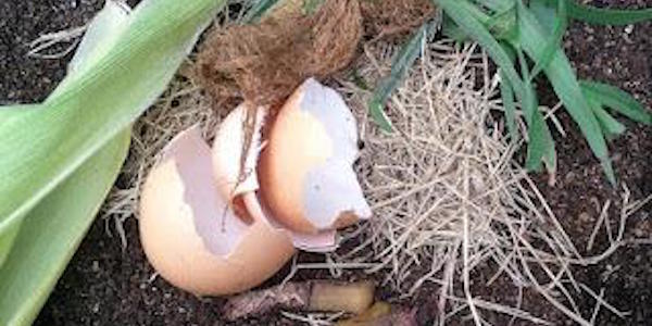 Puede agregar las cáscaras de huevo a su compostador.