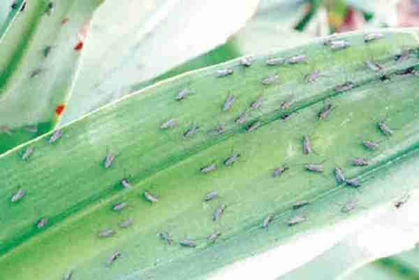 æblecidereddike eller tændstikker holder myg væk