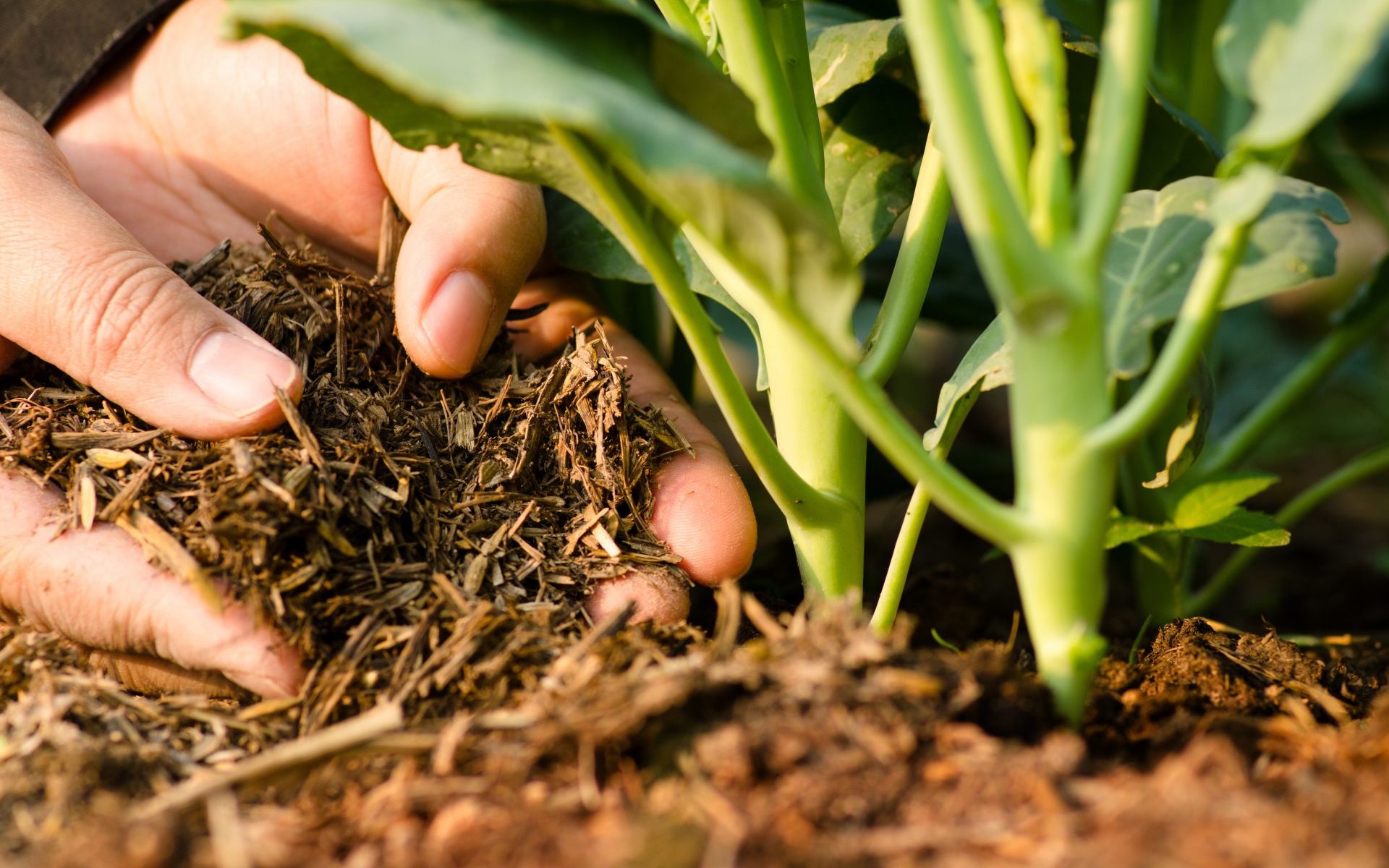 Los 7 mejores fertilizantes para jardín que puede hacer usted mismo.