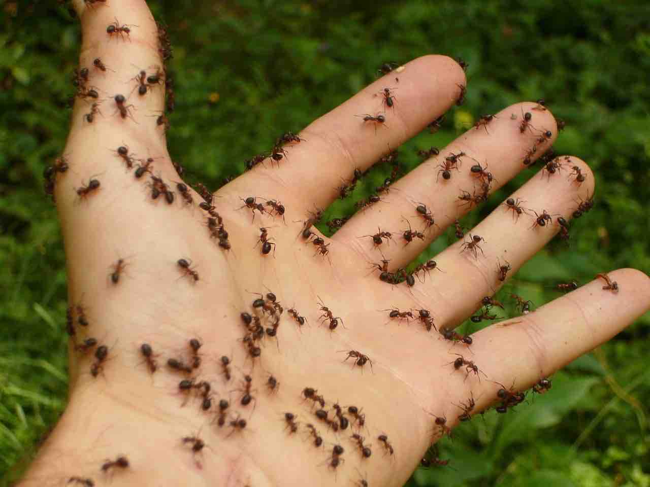 12 naturlige løsninger for å bli kvitt maur.