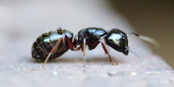 Hvordan håndtere maurinvasjoner?