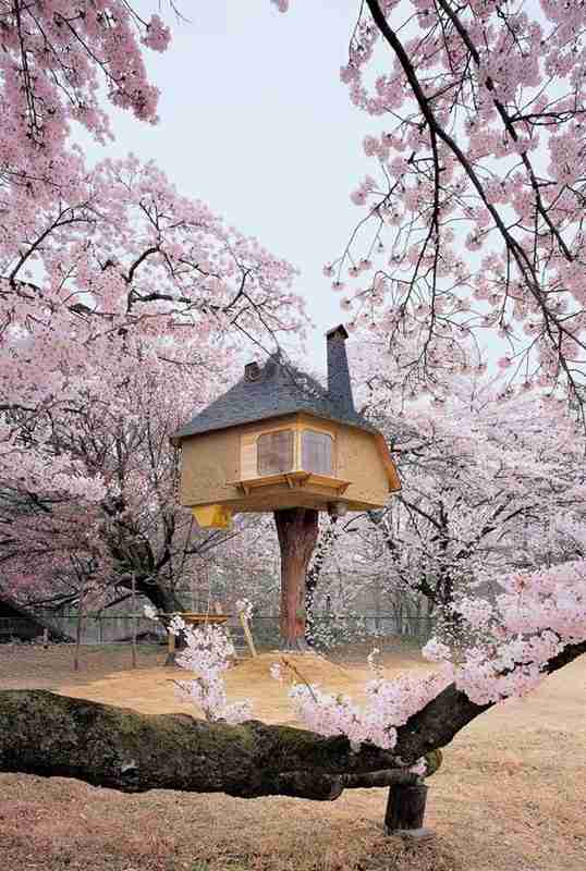 salón de té encaramado en los árboles en japón