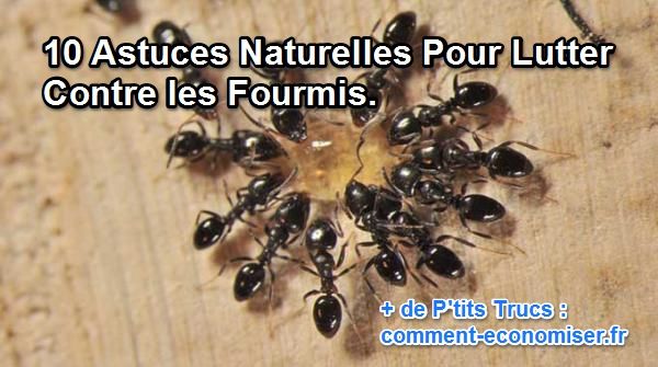 10 consells per lluitar contra les formigues