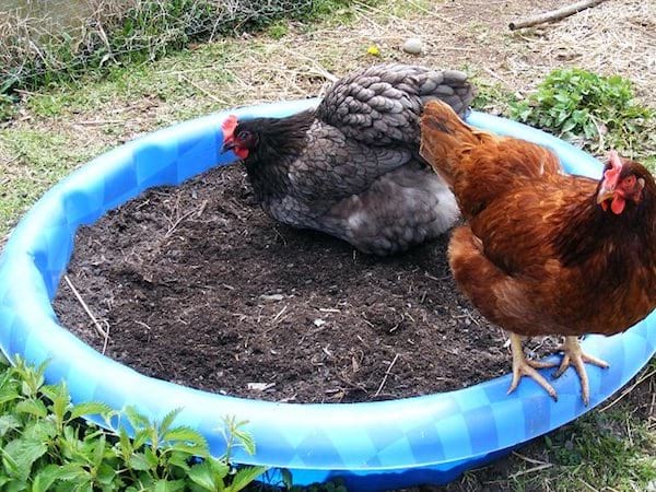 मुर्गियों के लिए धूल स्नान