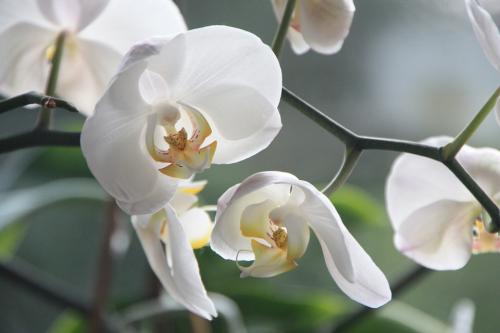 la orquídea simboliza la seducción o la sensualidad